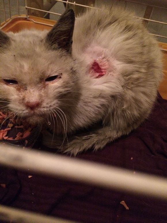 垃圾桶旁边的小猫，我走进了冲着我叫却叫不出声音，只能嘴巴动！