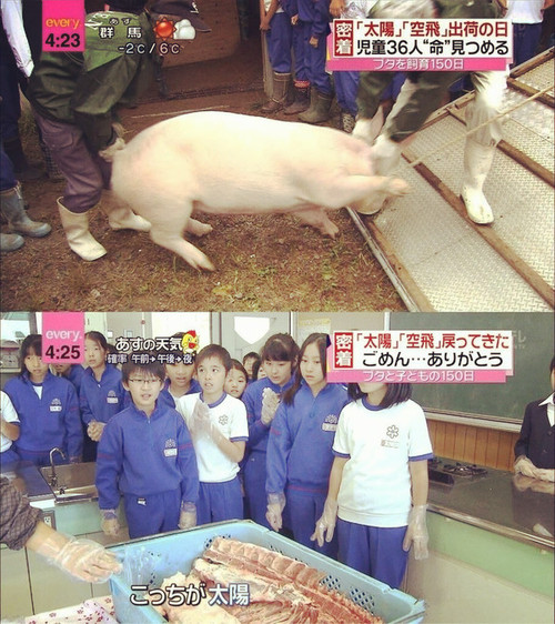 日本农村杀猪 (川式杀猪)