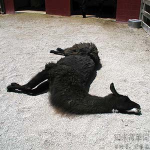 世界睡眠日您睡得还好吗,世界睡眠日揭秘聪明的人都睡得少