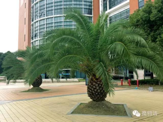 你们见过这么大的铁树吗,大铁树好壮观