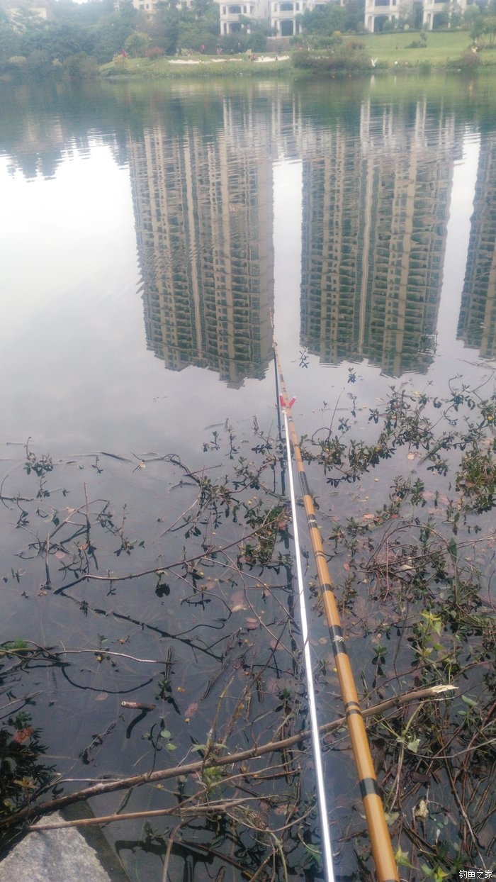 锦鲤迎春鱼跃龙门,锦鲤观赏鱼鸿运当头