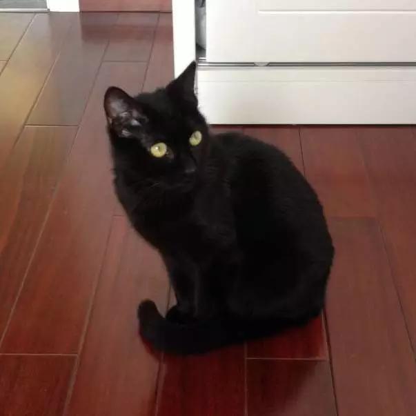 上海嘉定哪里有免费领养狗,瑶海区附近最近的宠物领养