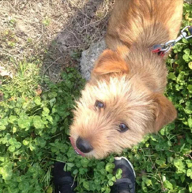 2022上海宠物领养中心官网,上海宠物领养日申请领养概率