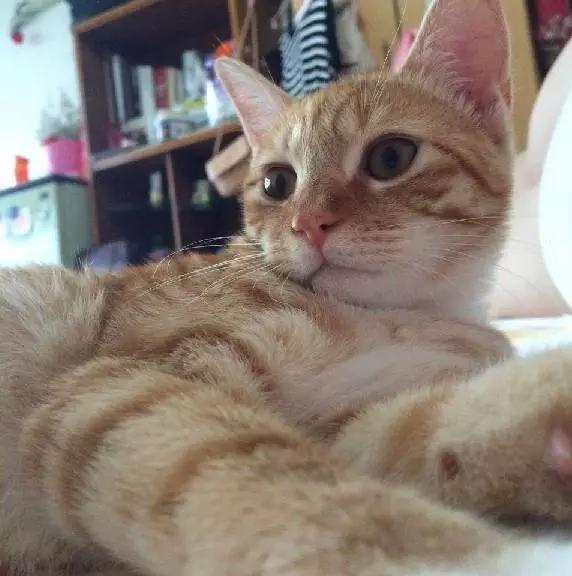 上海嘉定哪里有免费领养狗,瑶海区附近最近的宠物领养