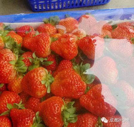 一个用味道留住你的草莓采摘园,52个新鲜草莓
