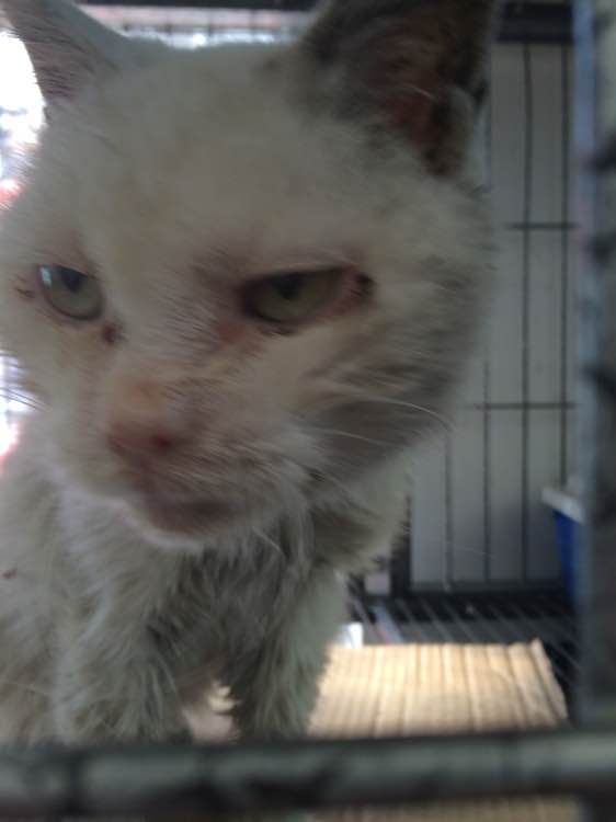 垃圾桶旁边的小猫，我走进了冲着我叫却叫不出声音，只能嘴巴动！