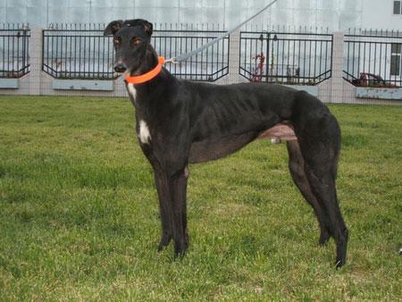 世界上跑得最快的格力犬叫什么,格力犬界的各大名犬