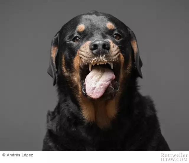 德国犬种罗威纳犬图片,动物世界家禽篇