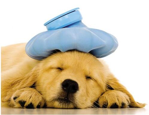 毛滴虫对狗的影响,滴虫导致狗狗腹泻怎么办