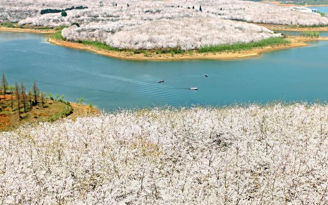 贵州安顺樱花花海,贵州安顺平坝樱花图片