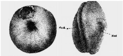 饶毅华大基因,饶毅和饶兵