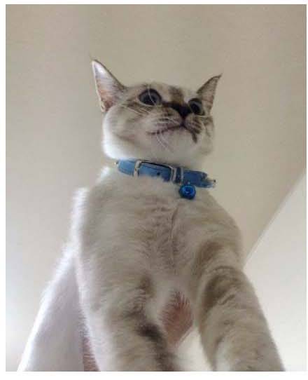 男子路过公园被流浪猫一见钟情，万万没想到，散步都能捡个主子