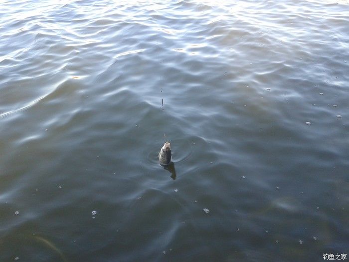 远征远征17,远征17-20