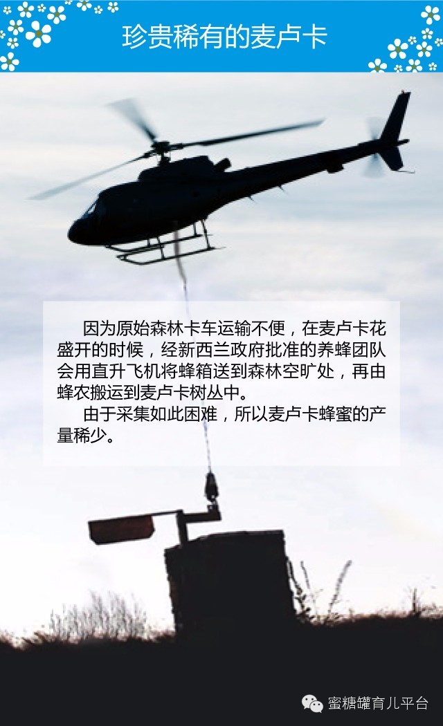 纯正的麦卢卡蜂蜜,麦卢卡蜂蜜大自然