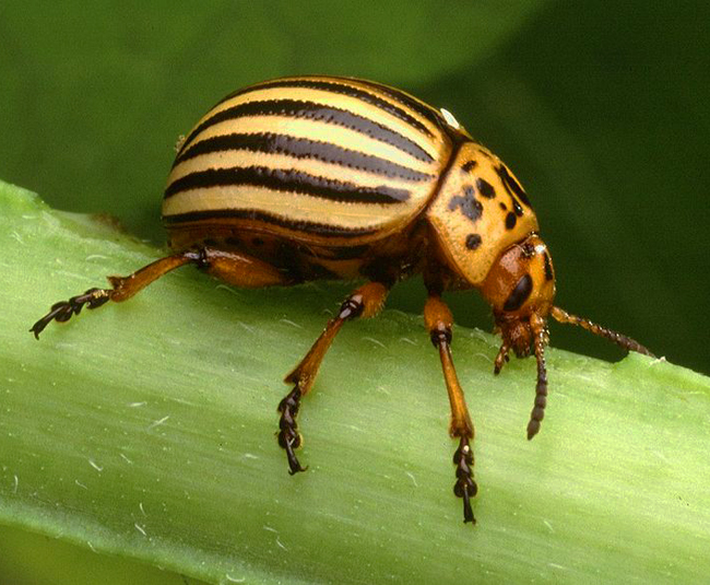 昆虫蛰伏期多长时间,昆虫越冬怎么消灭