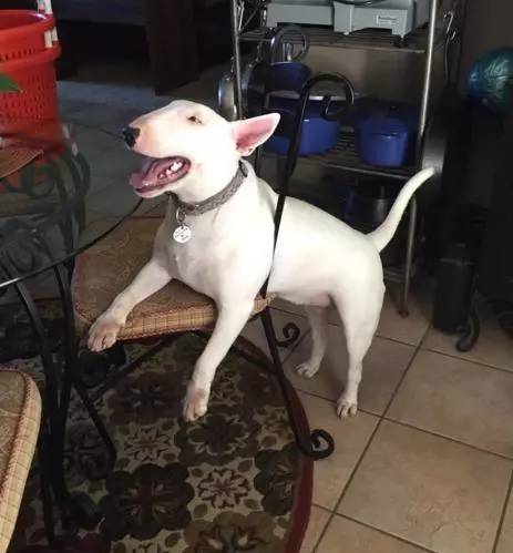 狗生已思考好,请帮我把狗头弄出来