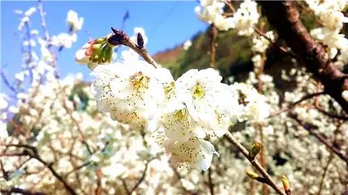 春暖花开：猴年春灿烂，樱桃花争艳，君若假日闲，关河金坪岸！