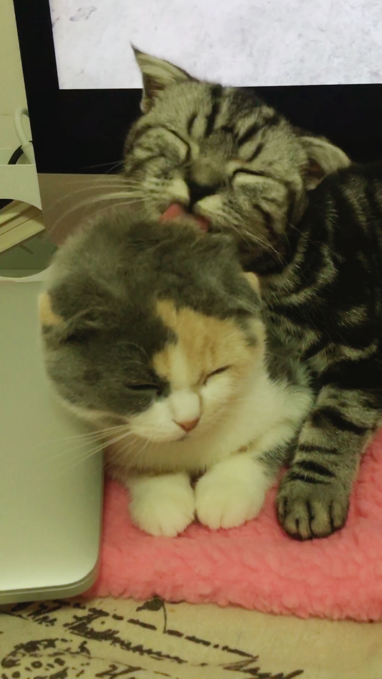 家里养了两只猫是什么体验,养两只猫一公一母好还是两公好