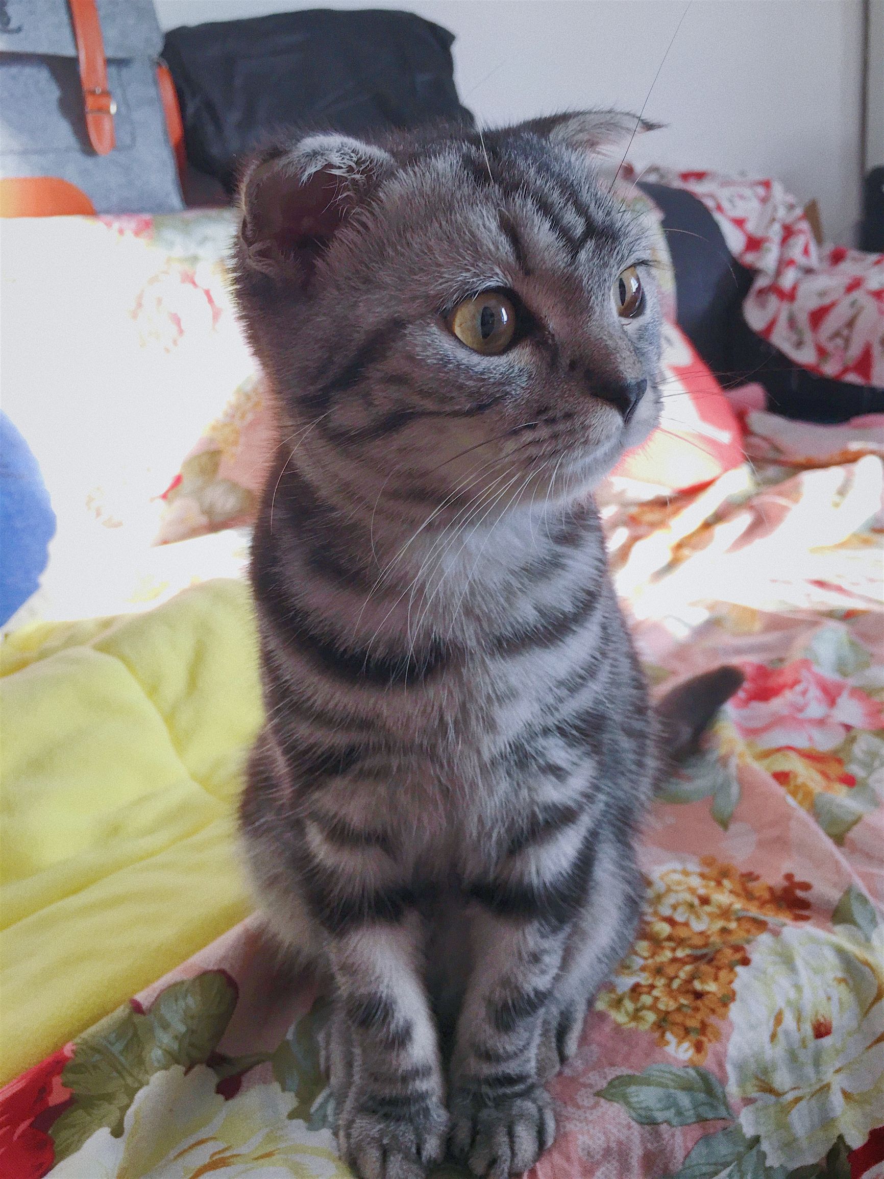 家里养了两只猫是什么体验,养两只猫一公一母好还是两公好