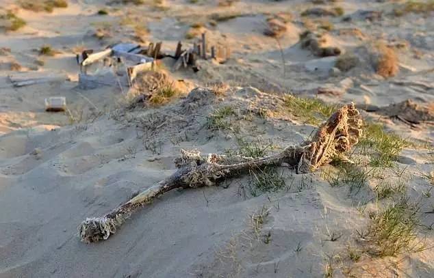 西伯利亚发现完整巨熊尸体,俄罗斯发现海豹尸体