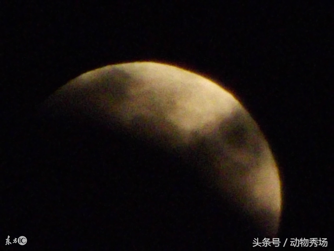 哮天犬是哪个品种的狗,天狗食月哮天犬是什么品种