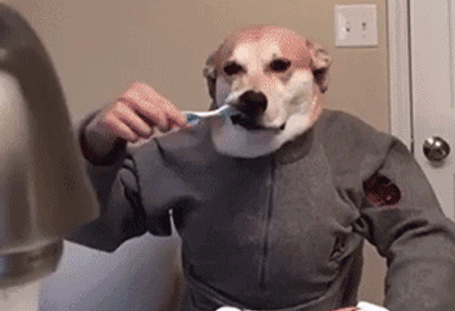 主人给狗子吃辣椒,主人给狗狗吃泡面