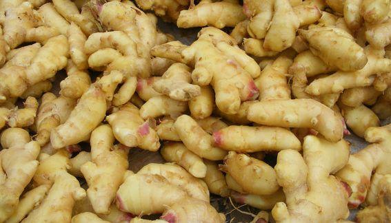 怎么去除月季上的蚜虫,如何消灭月季蚜虫小妙招