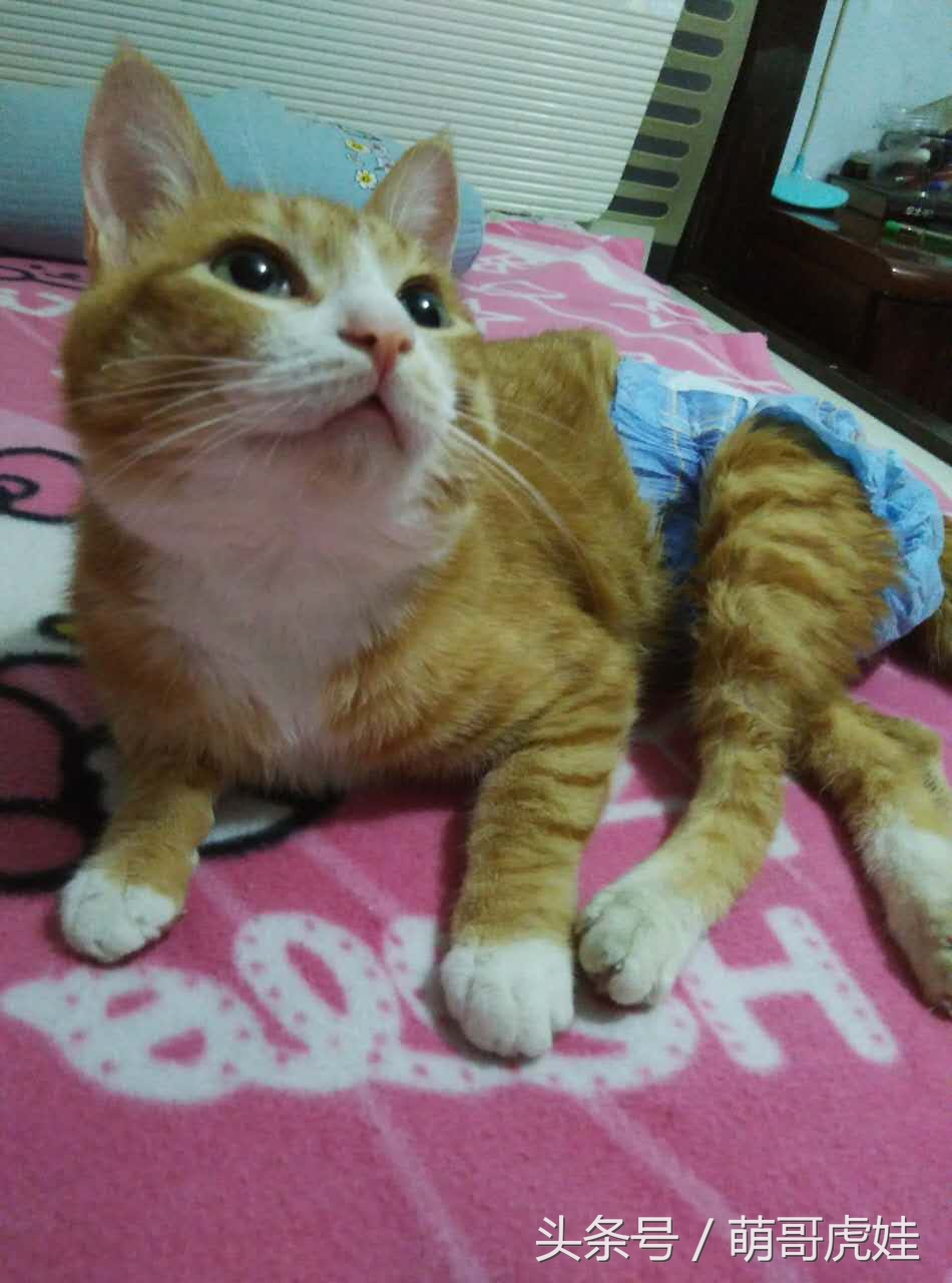 小猫尿床穿纸尿裤,宠物猫老是尿床