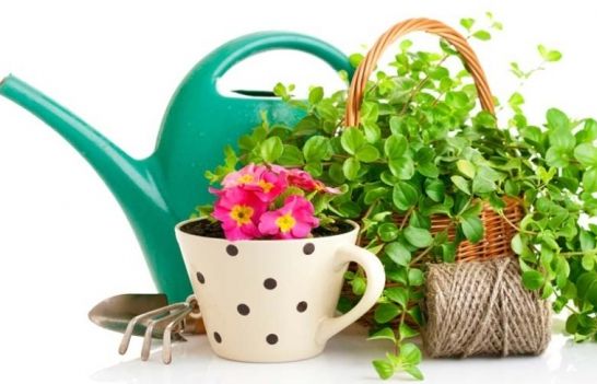 花草复合肥施肥过量怎么补救,花卉施肥过多是什么症状