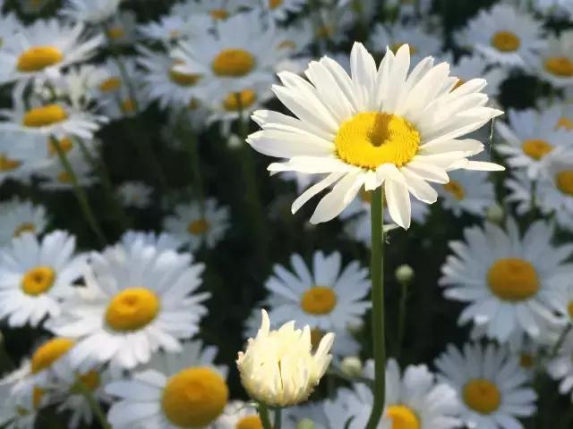 摄影背景模糊人物清晰,变焦模糊摄影教程