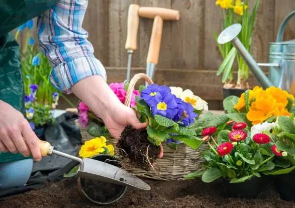 治愈系园艺图片大全,治愈系养的植物