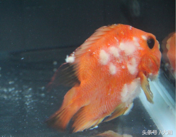 养鱼池鱼病如何防治,养鱼病了怎么处理