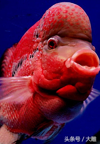 养鱼笔记新手入门教程,养鱼饲养记