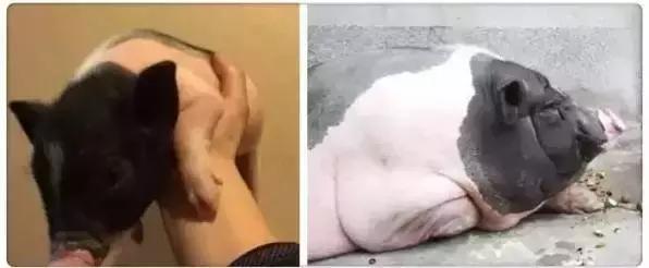 奇特的情人节礼物,情人节男友送的奇葩礼物