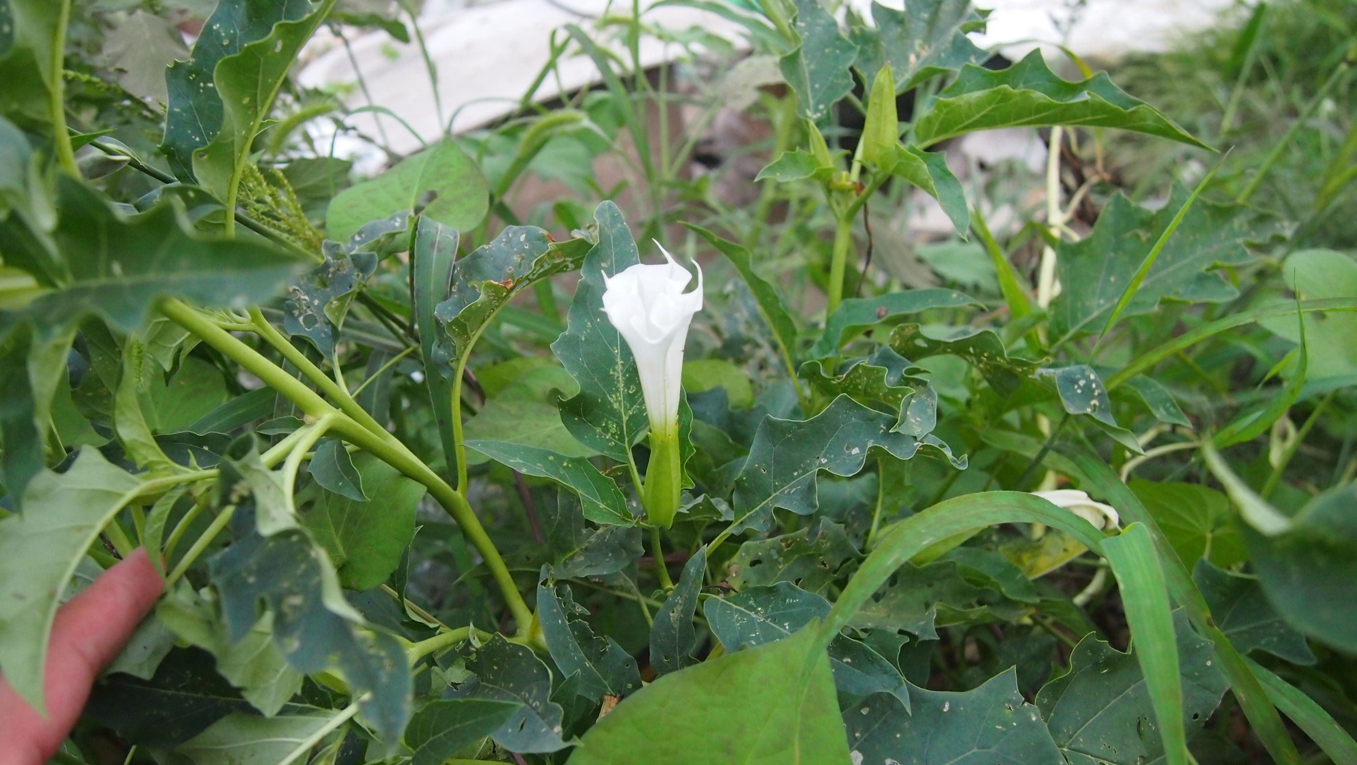 曼陀罗和白喇叭花,大花曼陀罗喇叭视频