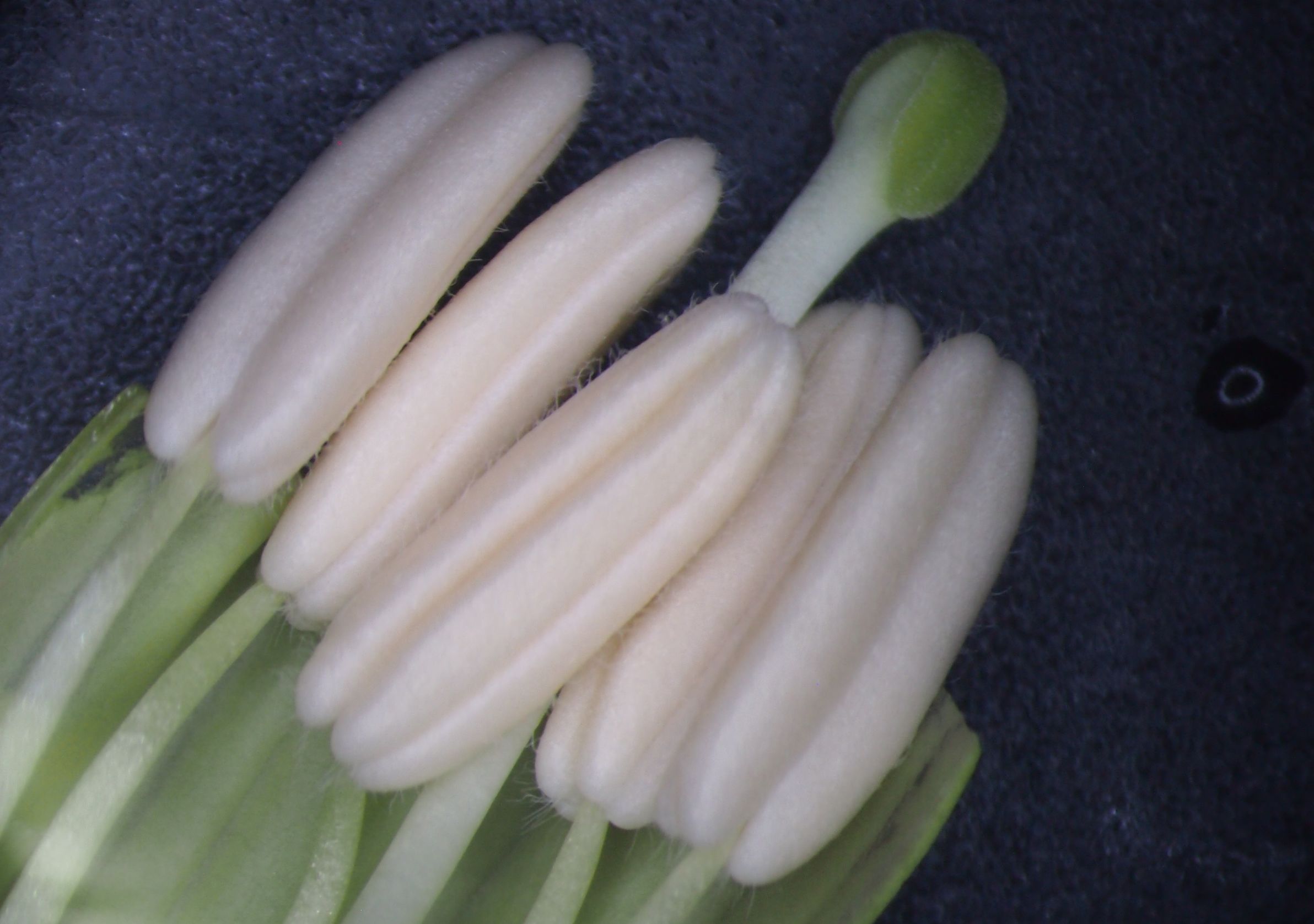 曼陀罗和白喇叭花,大花曼陀罗喇叭视频