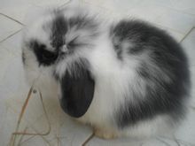 道奇猫猫兔聪明吗,道奇猫猫兔