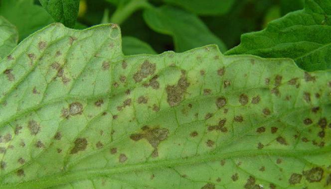 叶斑病用什么农药能有效防治,作物叶斑病用什么药