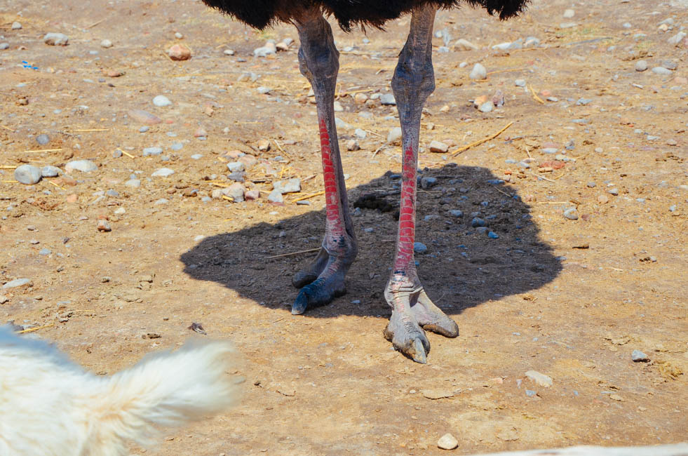 宁夏沙坡头水洞沟,宁夏水洞沟游