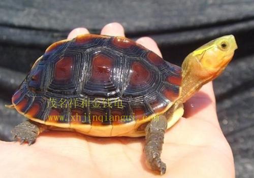 头盔龟和巨头龟怎么选,果核龟和红面龟选哪个