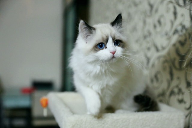 猫咪呕吐白色黏液是怎么回事,猫咪呕吐可以吃什么人类的药