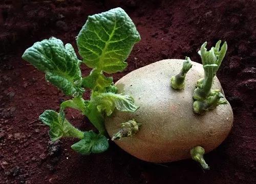 吃发芽的土豆中毒心脏会疼吗,吃发芽的土豆或红薯会不会中毒