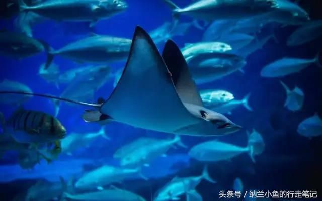 珠海长隆横琴湾酒店:这里不仅是吃货天堂,更让酒店控亮瞎眼!