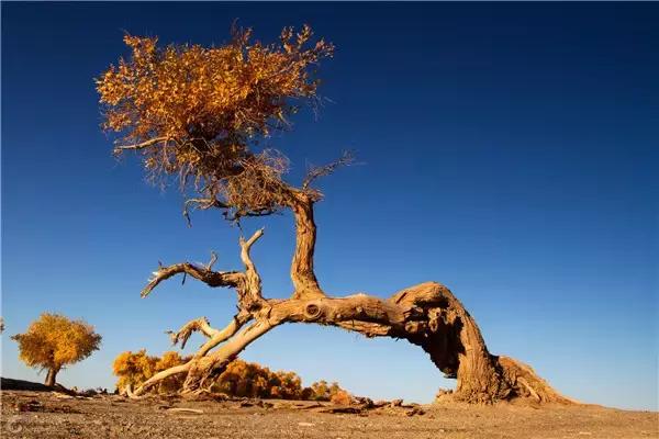 三千年的情缘,三千年的企盼只为这一季的金秋(附攻略)