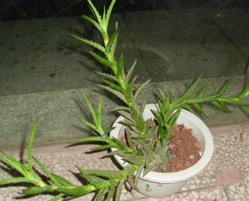 绿萝除甲醛有那么厉害吗,绿萝能除甲醛吗甲醛最怕三个克星