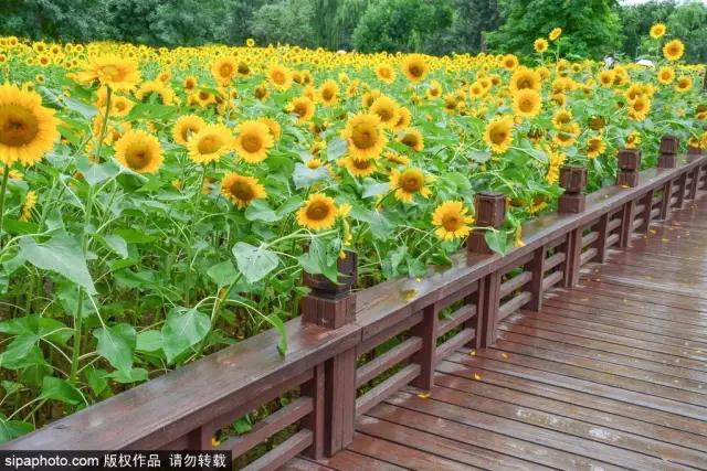 北京七夕游玩推荐,过七夕的风景