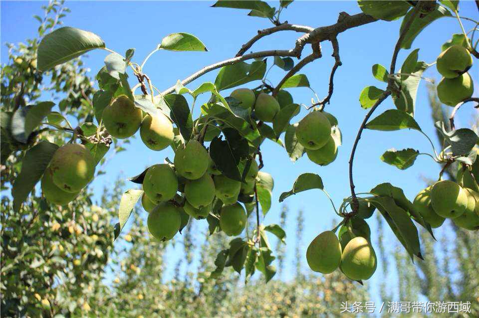 库尔勒香梨熟了！古尔邦节假期去库尔勒采香梨吧！只要4元每公斤