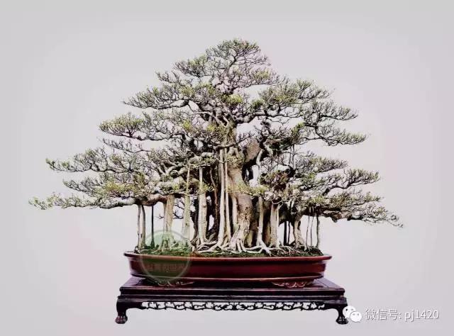 50种盆景树图片大全,50种盆景植物图片大全