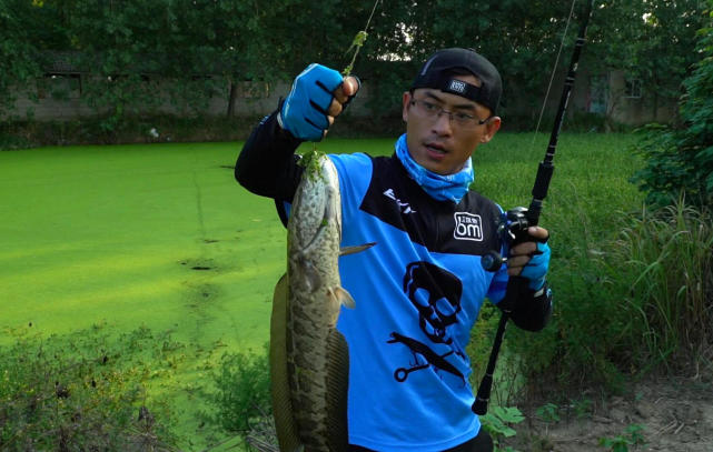 夏天浮萍草塘怎么钓黑鱼,雨天泥鳅钓黑鱼技巧和方法