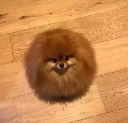 那坨博美！好软！好圆！好蓬！好想揉！